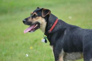 Angus the German Shepherd/Fox Terrier Cross