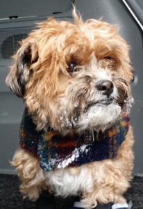 Berkeley the Bichon Shih Tzu Yorkie