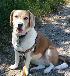 Chloe the Beagle Cross