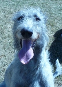 Eli the Irish Wolf Hound