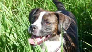 George the Boston Terrier/Beagle Cross.