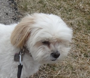 Lily the Bichon Shih Tsu cross