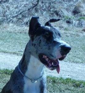 Roman the Great Dane