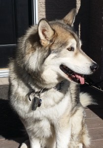 Solo - Husky Malamute
