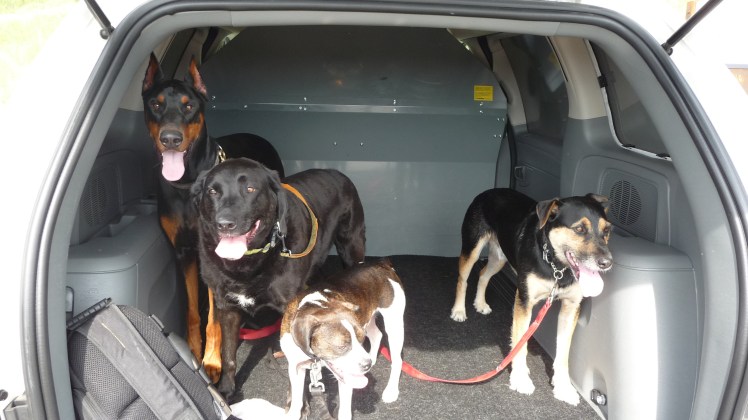 The boys from the Pooch Walk - Thursday am