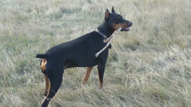 A dog and his stick.