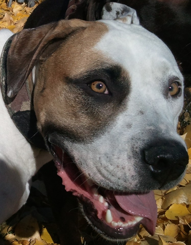 Come and join the Afternoon Pooch Walk...!