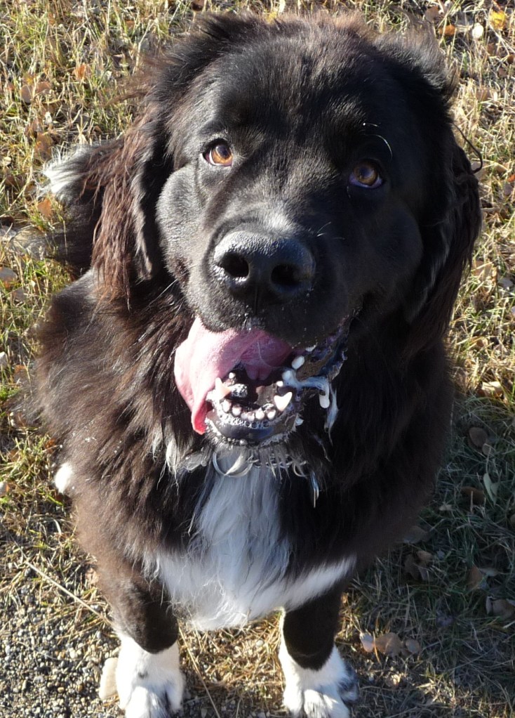 It's only a little drool...