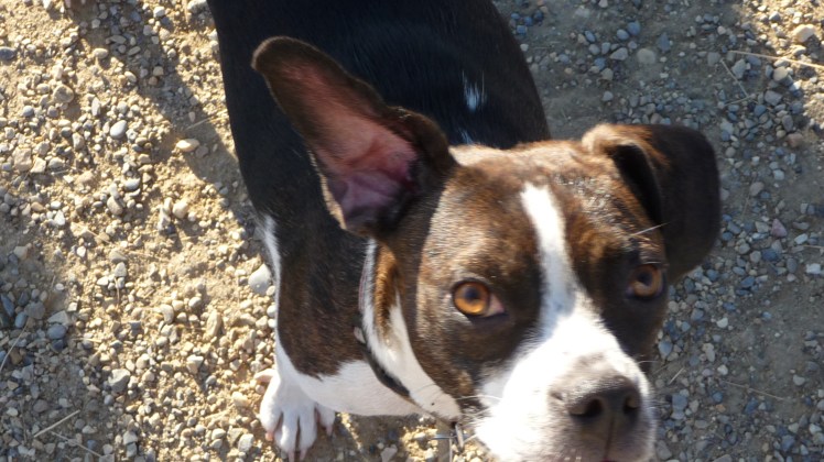 Curious George Curious George