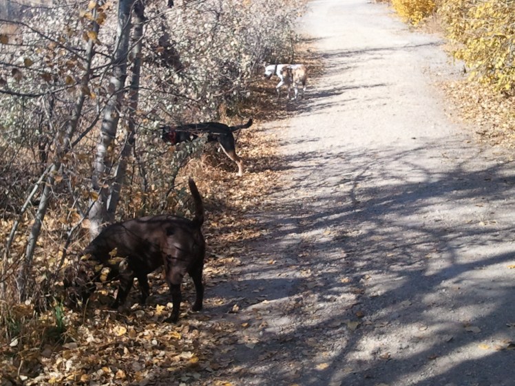Parked Pooches on the PM Pooch Walk