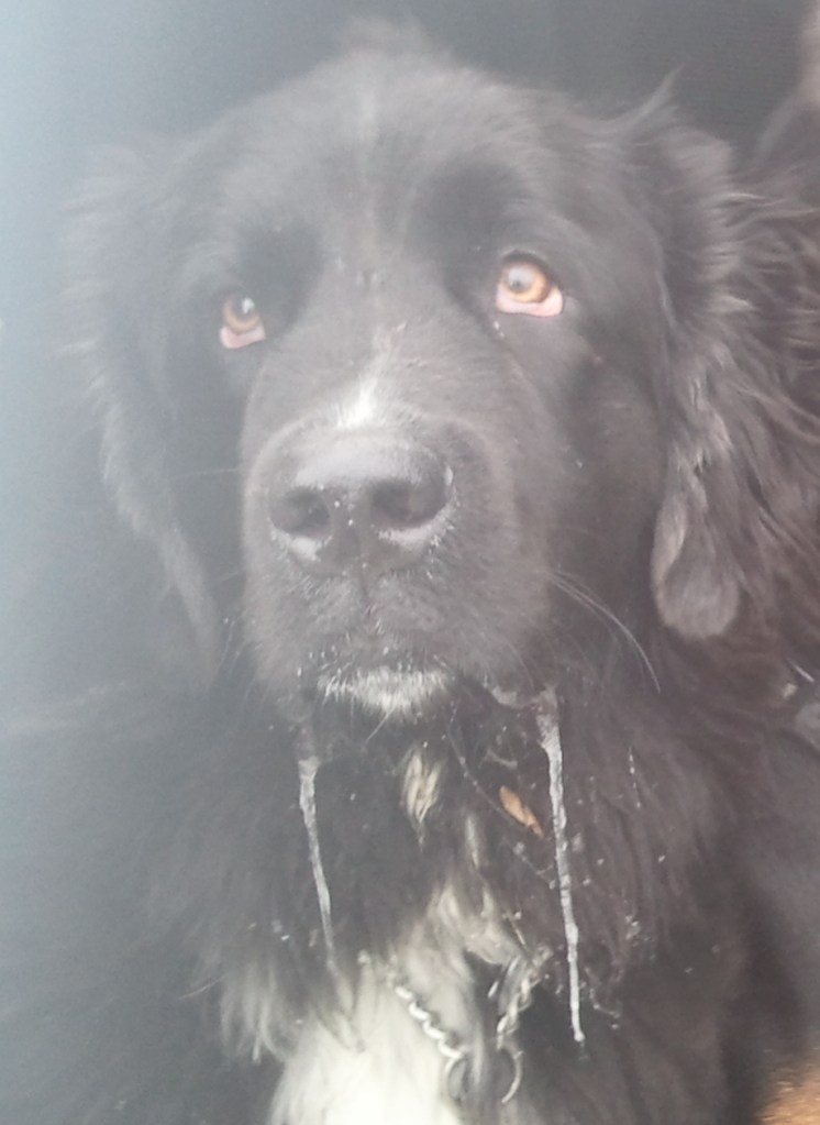 What makes you think that I ate the treats...?