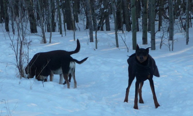 Don't worry D B Mann...we'll find it for you...