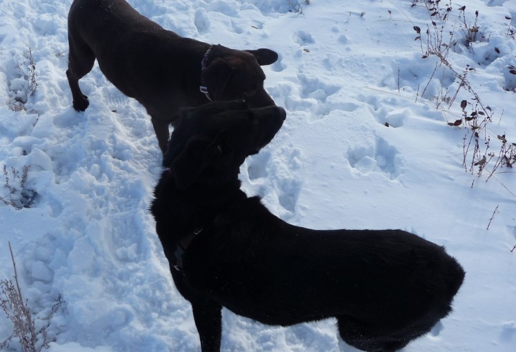 Look over there...it's happening to Angus too...