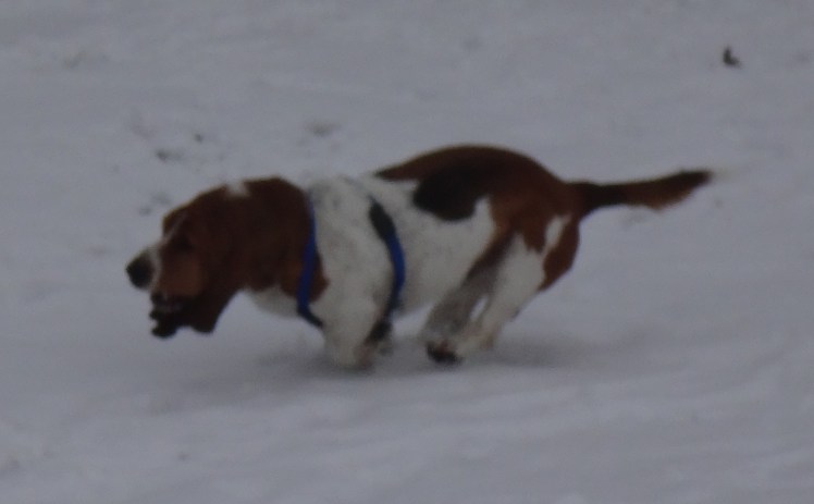 A speeding basset....!