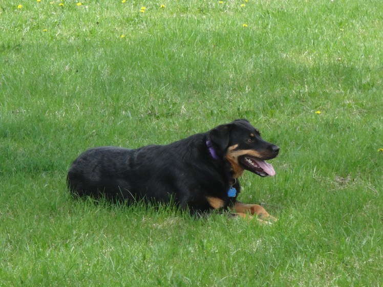 Mya the Shepherd Cross in the grass