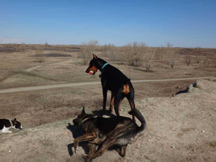 (Abbie) "I can't see it George....!" (George) "I can't see it Abbie....!" (D B Mann) "No Comment...!" 