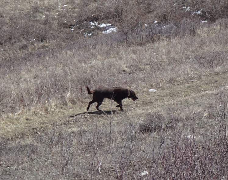 Enzo inspecting the grass
