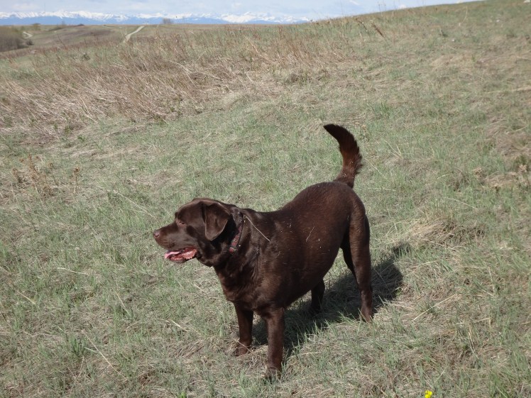 "Yup....it's me without any snow (except on the mountains in the distance, of course....!)....