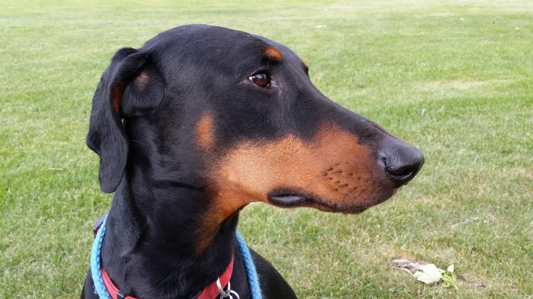 Dexter...A worldly chap