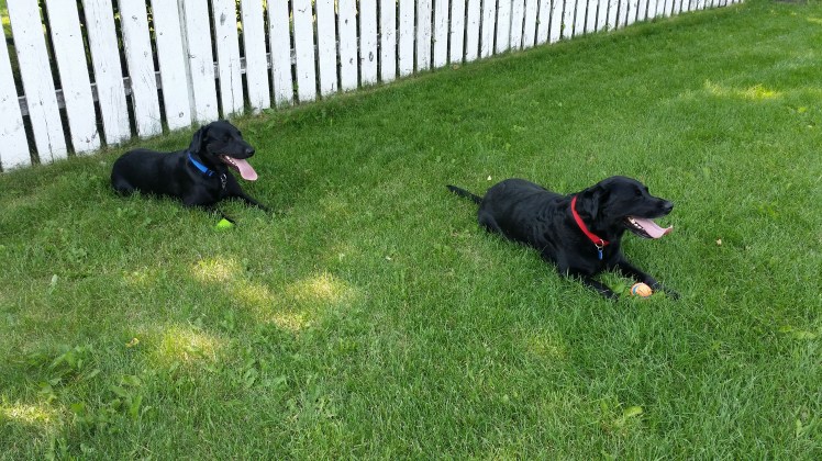 Ruby and Winnie each had a ball...