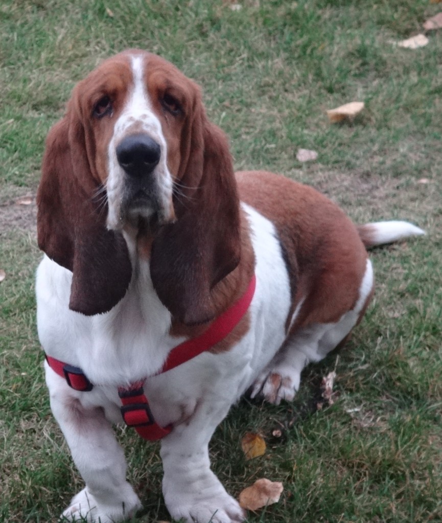 Pete the Bassett Hound