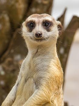 Meerkat 