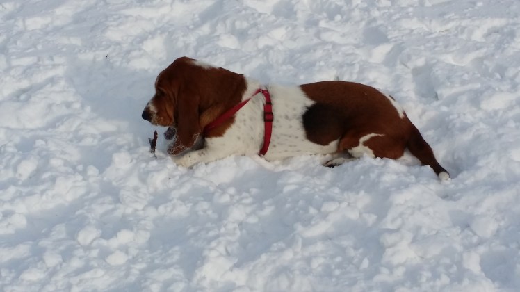 "To chew or not to chew....that is the question...