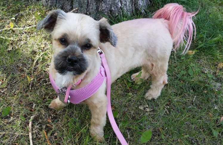 Molly, her new hairdo and a little extra...