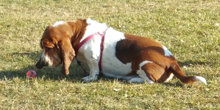 "Is that my ball...?"