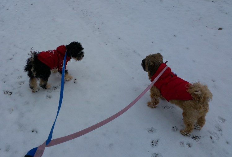 do-we-get-lots-of-this